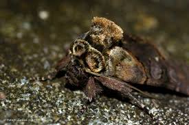 Attēlu rezultāti vaicājumam “Abrostola triplasia”