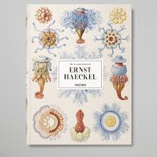 Image result for ernst haeckel