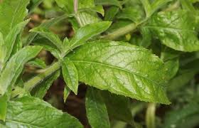 Attēlu rezultāti vaicājumam “Epilobium hirsutum”