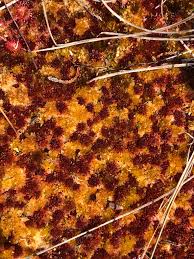 Attēlu rezultāti vaicājumam “Sphagnum balticum”