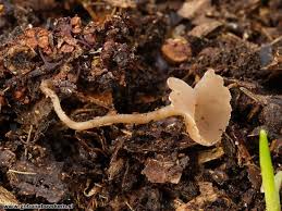 Attēlu rezultāti vaicājumam “Ciboria amentacea”