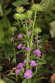 Image result for Iberis umbellata