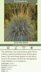 Attēlu rezultāti vaicājumam “Helictotrichon pratense leaf”