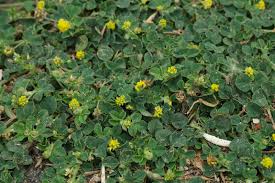 Attēlu rezultāti vaicājumam “Medicago lupulina leaf”