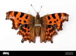 Attēlu rezultāti vaicājumam “Polygonia c-album upperside”