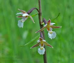 Attēlu rezultāti vaicājumam “Epipactis palustris bud”
