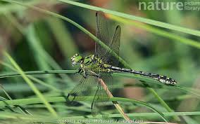 Attēlu rezultāti vaicājumam “Ophiogomphus cecilia”