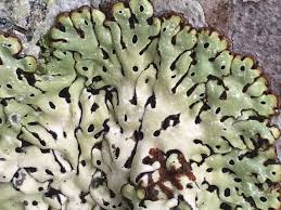 Attēlu rezultāti vaicājumam “Menegazzia terebrata”