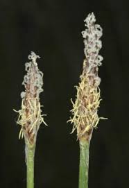 Attēlu rezultāti vaicājumam “Eleocharis palustris flower”