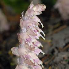 Attēlu rezultāti vaicājumam “Lathraea squamaria flower”