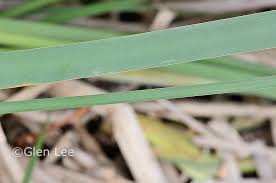 Attēlu rezultāti vaicājumam “Typha angustifolia  leaf”