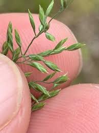 Attēlu rezultāti vaicājumam “Poa trivialis leaf”