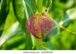 Attēlu rezultāti vaicājumam “Zea mays female flower”