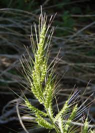 Attēlu rezultāti vaicājumam “Echinochloa crus-galli leaf”
