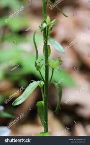 Attēlu rezultāti vaicājumam “Veronica serpyllifolia leaf”