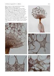 Attēlu rezultāti vaicājumam “Cribraria sp.”