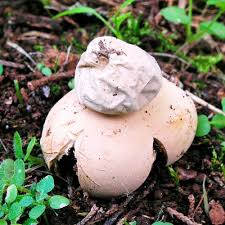 Attēlu rezultāti vaicājumam “Geastrum minimum”