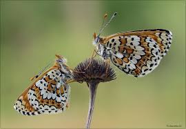 Attēlu rezultāti vaicājumam “Melitaea cinxia”