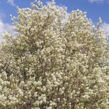 Attēlu rezultāti vaicājumam “Amelanchier spicata”