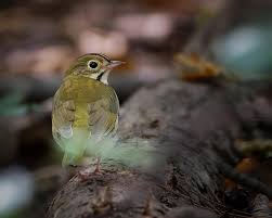 Image result for Seiurus aurocapilla