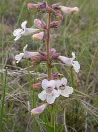 Image result for Penstemon