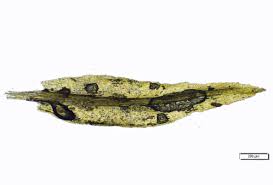 Attēlu rezultāti vaicājumam “Saelania glaucescens”