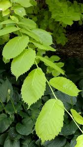 Attēlu rezultāti vaicājumam “Ulmus glabra”