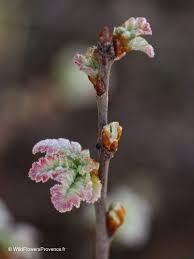 Attēlu rezultāti vaicājumam “Quercus robur female flower”