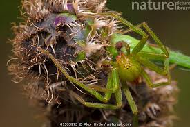 Attēlu rezultāti vaicājumam “Micrommata virescens”