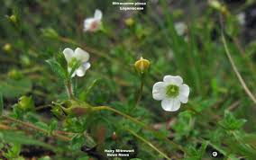 Attēlu rezultāti vaicājumam “Carex pilosa flower”