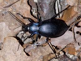 Attēlu rezultāti vaicājumam “Carabus violaceus”