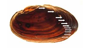 Attēlu rezultāti vaicājumam “Unio crassus”
