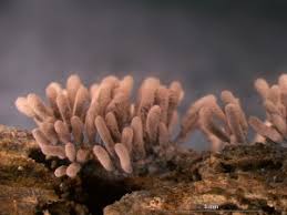 Attēlu rezultāti vaicājumam “Stemonitopsis hyperopta”