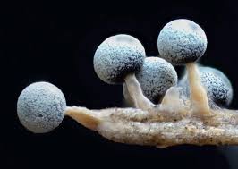 Attēlu rezultāti vaicājumam “Physarum album spores”