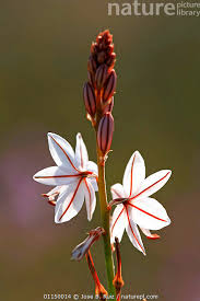 Image result for Asphodelus fistulosus