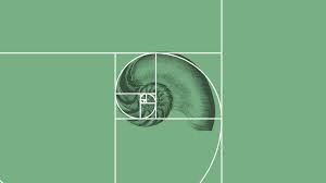 Image result for numero aureo