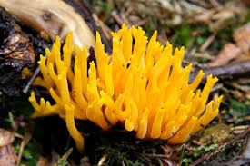Attēlu rezultāti vaicājumam “Calocera cornea”