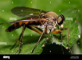 Attēlu rezultāti vaicājumam “Rhagionidae”