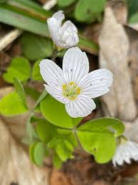 Attēlu rezultāti vaicājumam “Oxalis acetosella leaf”