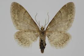 Attēlu rezultāti vaicājumam “Eupithecia lanceata”