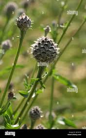 Attēlu rezultāti vaicājumam “Centaurea scabiosa bud”