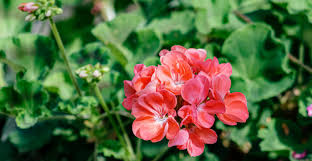 Attēlu rezultāti vaicājumam “Geranium palustre flower”