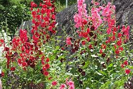 Image result for Stockrose