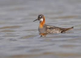 Attēlu rezultāti vaicājumam “Phalaropus lobatus”