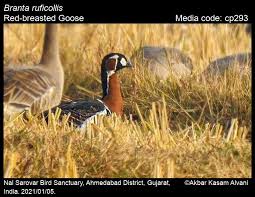 Attēlu rezultāti vaicājumam “Branta ruficollis”