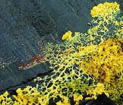 Attēlu rezultāti vaicājumam “Physarum bivalve young”