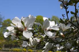 Attēlu rezultāti vaicājumam “Magnolia kobus flower”