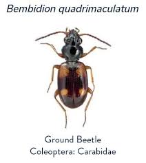 Attēlu rezultāti vaicājumam “Bembidion quadrimaculatum”