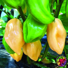 Afbeeldingsresultaat voor peach habanero hot pepper