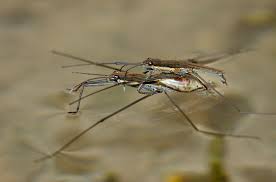 Attēlu rezultāti vaicājumam “Aquarius najas”